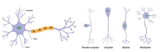 neurons